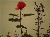 70077214-Picture 771.jpg